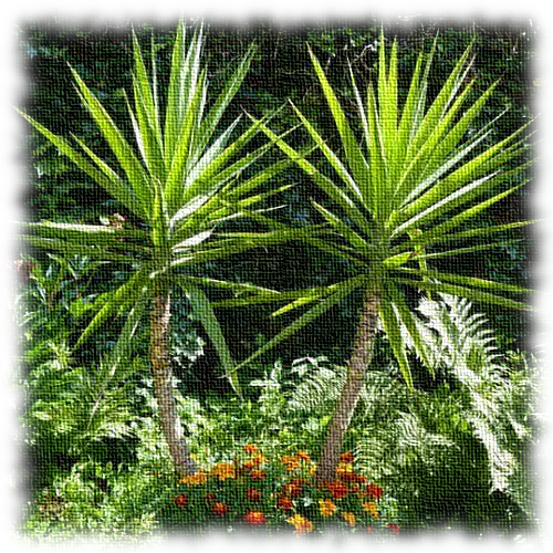 Yuccas